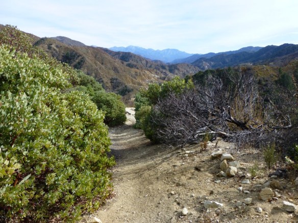 View from the Valley Forge Trail.
