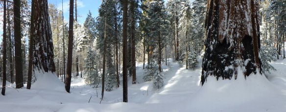 Trail level texture of Giant Forest.