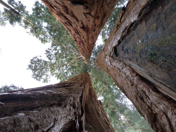 Looking up from inside as small cluster of Giant Sequoias