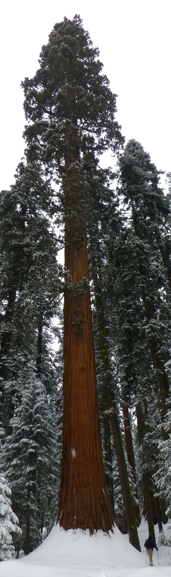 Scott Turner next to a Giant Sequoia along the Crescent Trail.