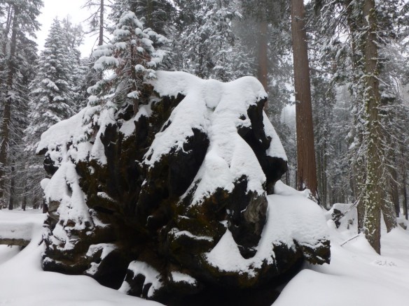 Young Giant Sequoia growing out of a fallen one.