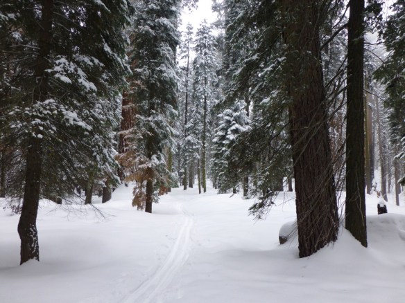 Densely packed verticality along the Alta Trail.