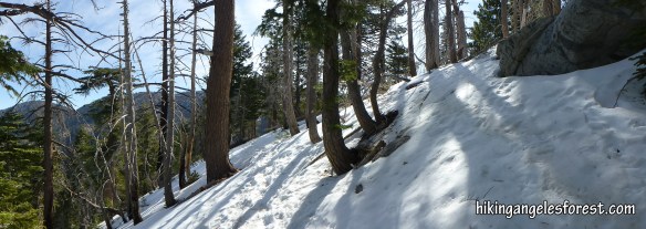 Pacific Ridge Trail between Islip Saddle and Little Jimmy Campground. (click to enlarge).