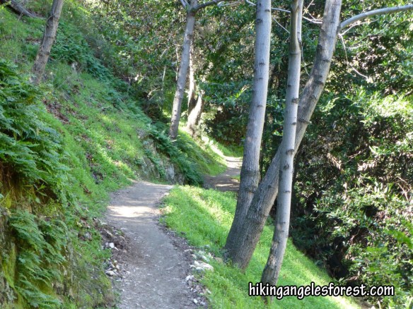 Mt. Wilson Trail between First Water and Orchard Camp.