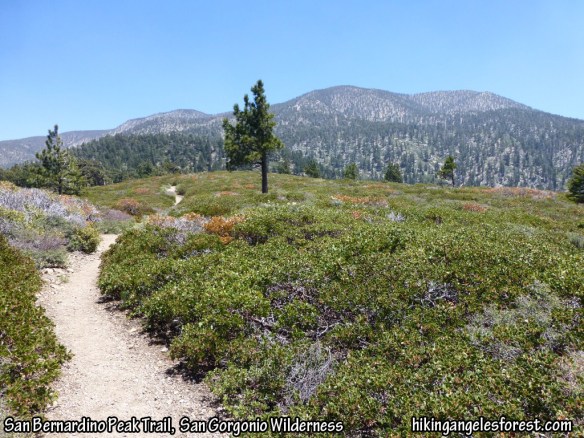 San Bernardino Peak Trail between the Wilderness Sign and the JCT with Columbine Springs.