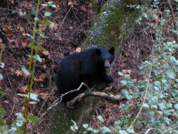 Brown Bear, Marble Falls Trail, Sequoia National Park.