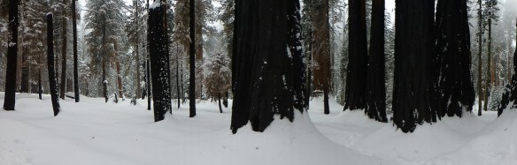 Crescent Trail, Giant Forest in Sequoia National Park (click to enlarge).