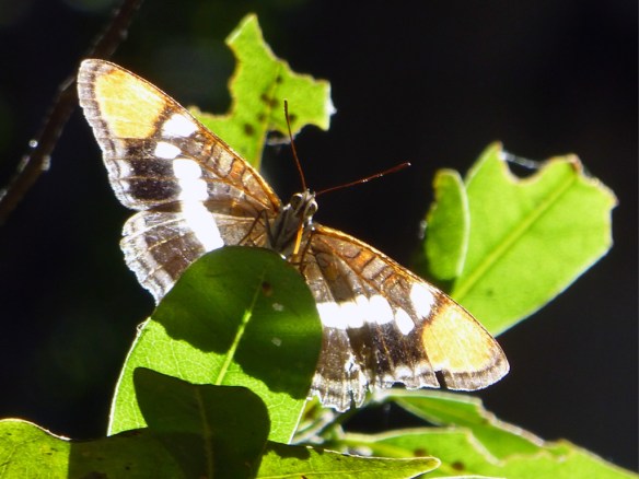 Butterfly near Switzer Falls