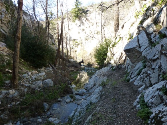 Easy stretch of trail near the stream.
