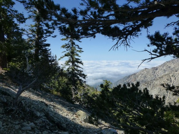 View toward the clouds from the Cucamonga Peak Trail.