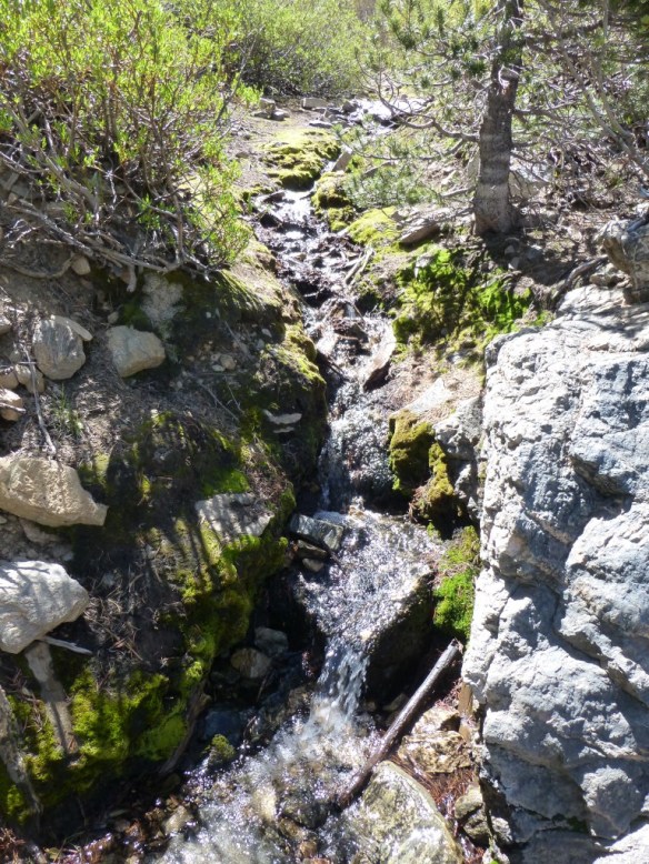 Water flow of Limber Pine Springs (June 2, 2013)
