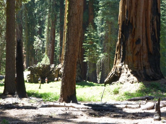 Texture of Giant Forest. (Note the people standing next to a fallen giant with a comparatively young sequoia growing out of it).