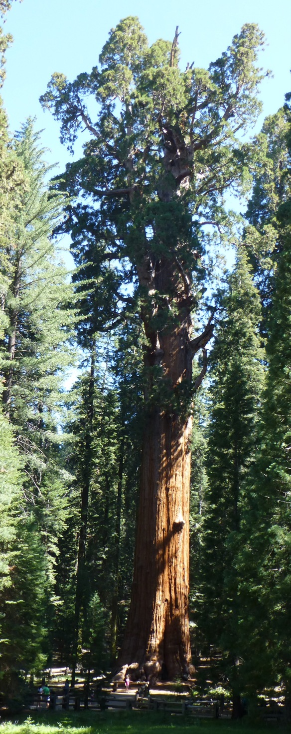 General Sherman Tree (notice the people at its base)