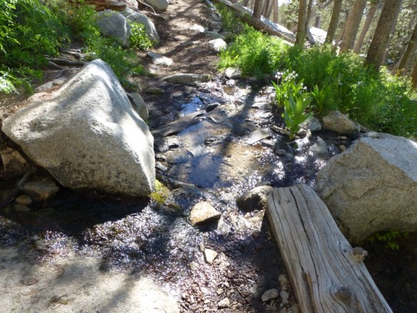 Bed Springs crossing the trail on 6-22-2013.