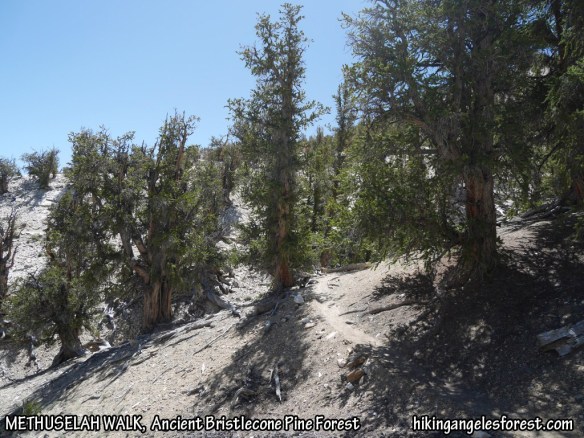 Methuselah Walk, Ancient Bristlecone Pine Forest.