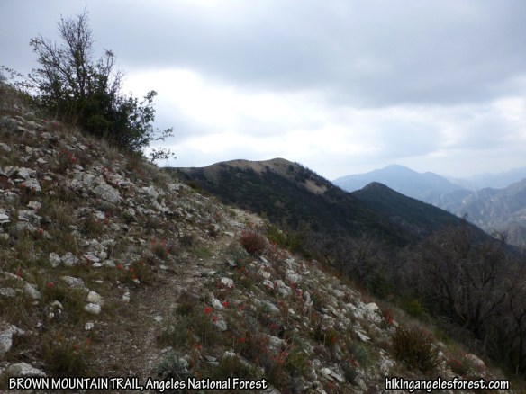 View toward Brown Mountain from the East Brown Mountain Use Trail between Tom Sloan Saddle and Brown Mountain.