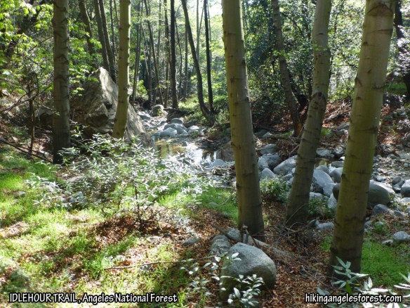 Idlehour Trail between Lowe Saddle and Idlehour Campground.