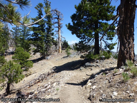Islip Ridge Trail between Mt. Islip and Windy Gap.
