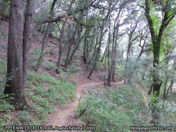 Upper Winter Creek Trail between Manzanita Ridge and JCT to Hoegee's Campground.