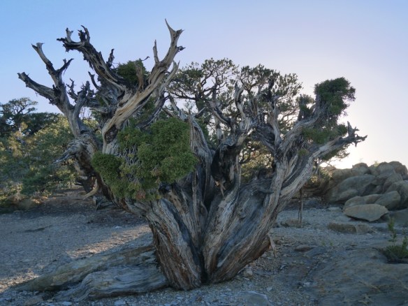The trees have interesting individual characteristics as slightly different locations as well as obviously different age ranges generate uniquely sculptural forms.