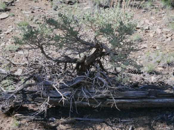 A "baby", perhaps several tens of years old.