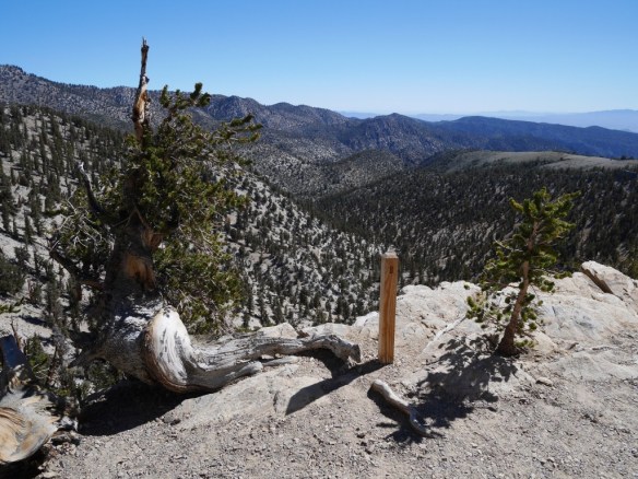 One of the many expansive views with an interesting juxtaposition of comparatively old and young trees. There are also 24 markers that go along with a self guided tour booklet available at the trailhead.