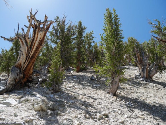 Dramatic forest texture allows one imagine the evolution of the forest to a significantly greater degree than other forests.