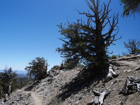 Like a landscape of ancient architectural ruins, only most of the trees are still alive.