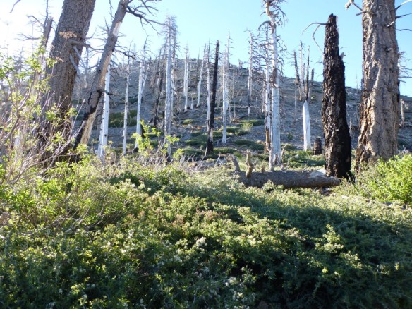 In the morning I enjoy warming up in the sun and looking at how the morning light highlights the landscape. Long shadows being reminders of recent darkness and cold.