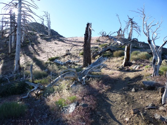 Snags from the 2002 Curve Fire leave the landscape open and exposed and require a low angle from morning or afternoon light to provide shade. I find ascending the mountain in these conditions more enjoyable in the cool morning air.