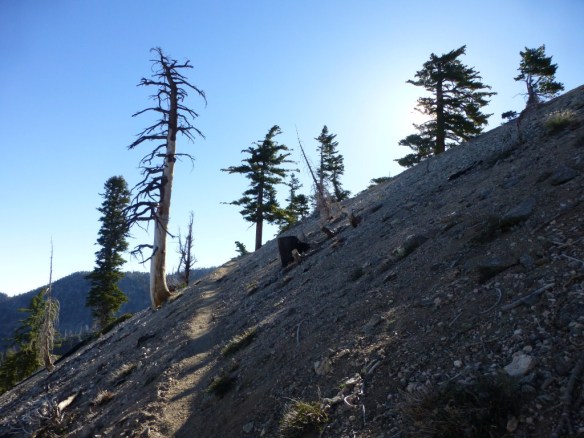 Being in the warmth of the early morning sun on an exposed portion of the trail makes viewing the long shadow of the mountain  and the contrast between light and shadow more pleasurable to take in for me.