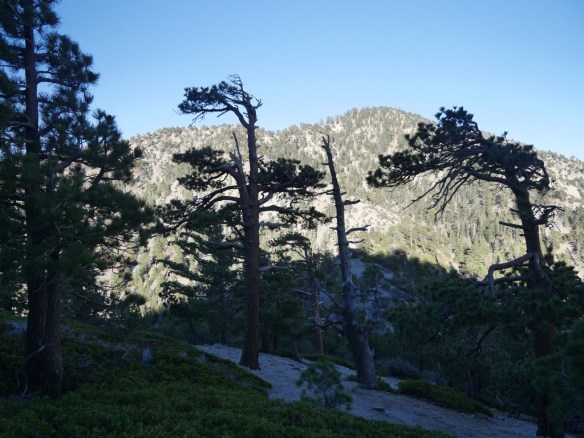 View from along the ridge of Pallett Mountain near the summit looking east toward the first bump after Mt. Williamson (r), the saddle (m), and the last bump before heading down the ridge (l).
