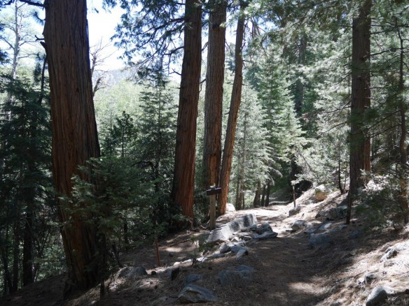 JCT Cooper Canyon Trail and Burkhart Trail as seen heading down from Buckhorn Campground.