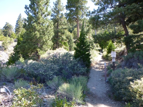 PCT Trailhead at Angeles Crest HWY leading to Pleasant View Ridge.
