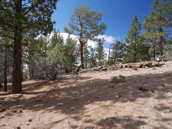 Mt. Lewis use trail near the peak.
