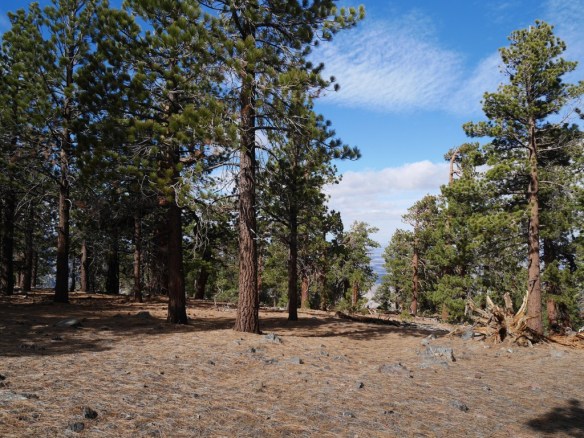 View toward the Antelope Valley from the densely forested  Mt. Lewis