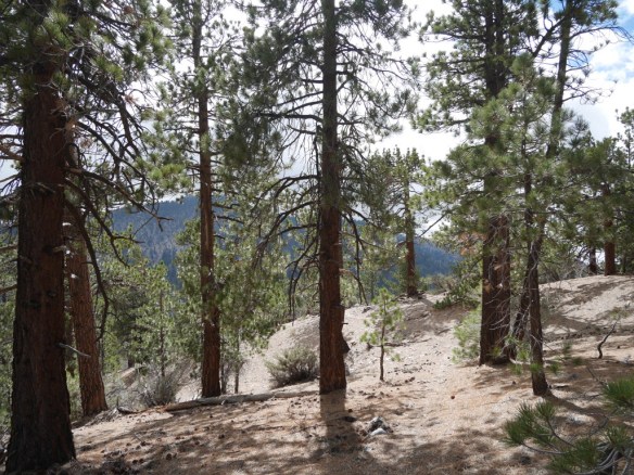 View toward Throop Peak from the heavily wooded trail.