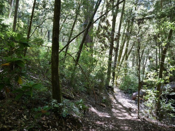 Emerald Ridge Trail, Redwood National Park
