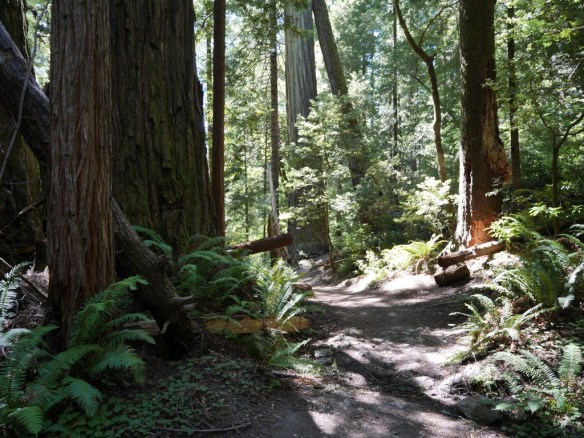 Tall Trees Trail, Redwood National Park