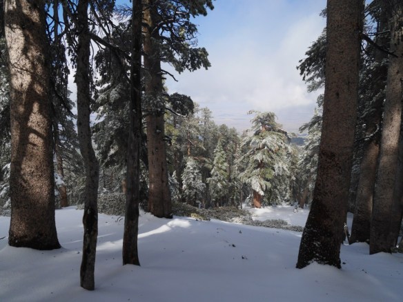 View toward the Mojave Desert from the Pacific Crest Trail between Vincent Gap and Mt. Baden-Powell