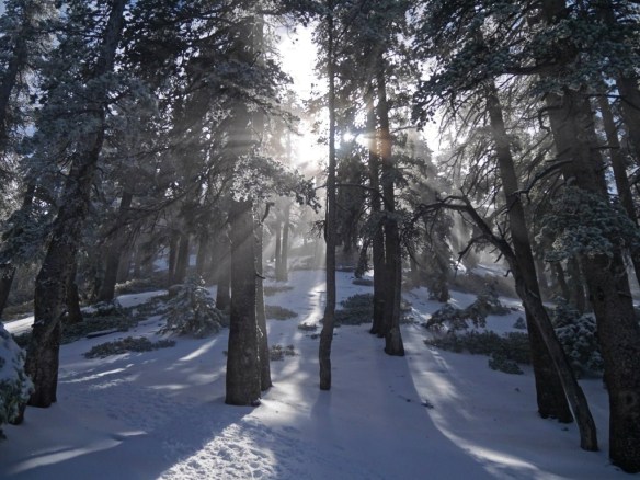 Slight mist in the air  softened and enhanced the  view up toward the sun