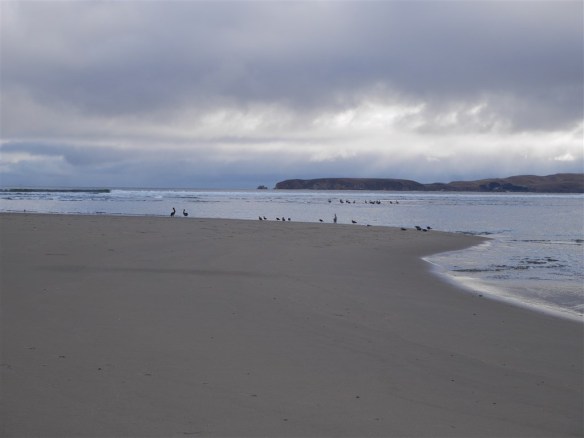The end of Limantour Spit