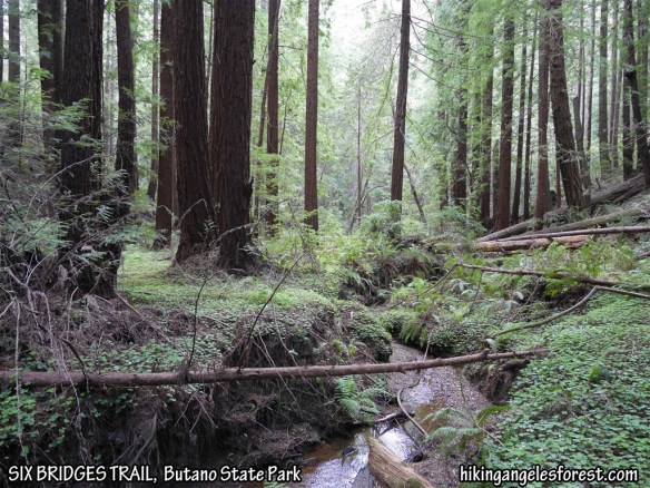Six Bridges Trail, Butano State Park