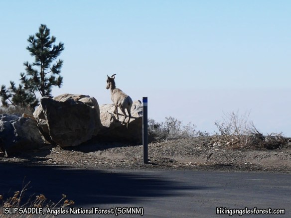 One of the two Bighorn Sheep I saw from Islip Saddle.