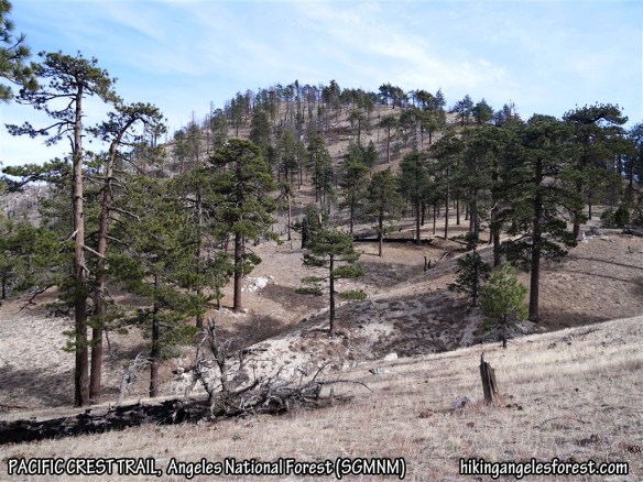 View toward Mt. Pacifico from the Pacific Crest Trail.