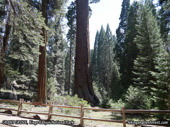 View toward General Grant Tree.
