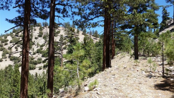 Looking up at Bump 6903 from the road leading down Squaw Canyon.