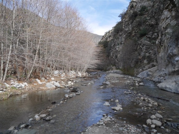 Hiking up San Gabriel Canyon, following the San Gabriel River to the Bridge to Nowhere, and seeing a bighorn was my favorite Angeles Forest hike this month--#6 of the year.