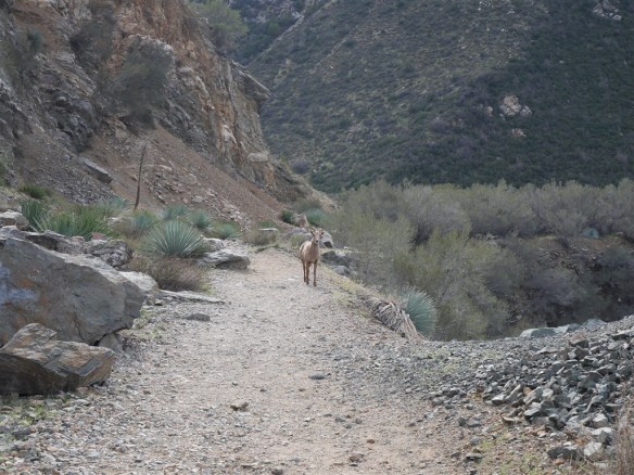 Bighorn on the trail in front of me.