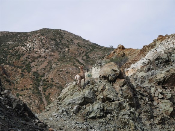 Bighorn just after coming down from the rocky outcrop and heading up the ridge.
